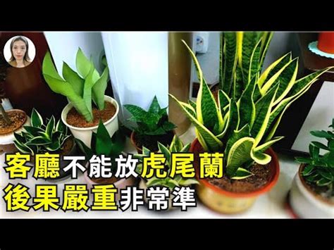 虎尾蘭廁所風水|浴室淨化植物風水必學！廁所擺放虎尾蘭大忌揭密